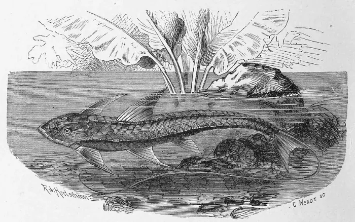 Framed Print : Fish, Loricaria cataphracta, Historic Framed Print : Fish, Loricaria cataphracta, Historic