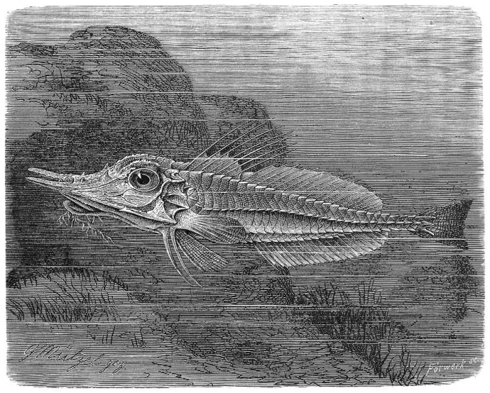 Framed Print : Fish, Malarmat (Peristedion cataphractum)