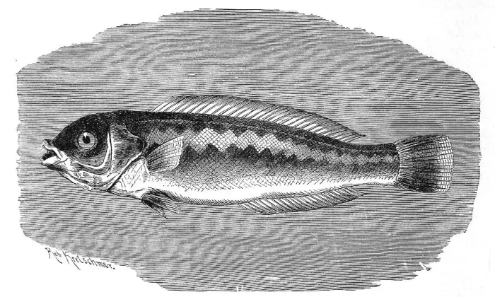 Framed Print : Fish, mediterranean rainbow wrasse (Coris julis)