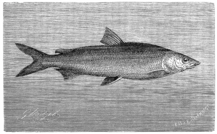 Framed Print : Fish, North Sea Houting (Coregonus oxyrinchus)