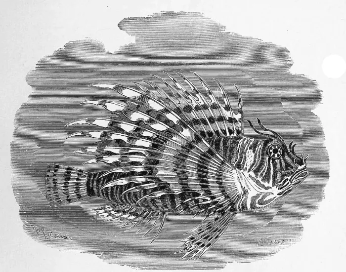 Framed Print : Fish, pacific red lionfish (Pterois volitans) Framed Print : Fish, pacific red lionfish (Pterois volitans)