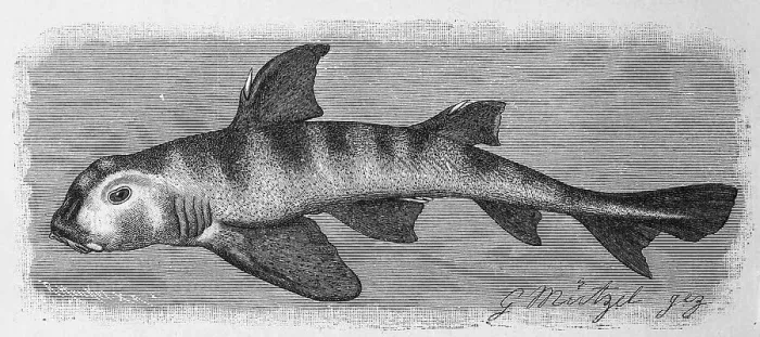 Framed Print : Fish, Philipps mastiff shark (Cestracion) philippi