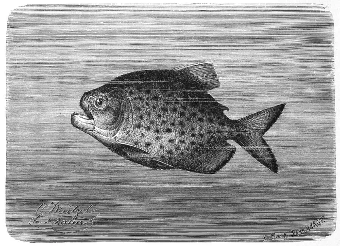 Framed Print : Fish, Piraya piraya, is the largest piranha (Pygocentrus) Historic Framed Print : Fish, Piraya piraya, is the largest piranha (Pygocentrus) Historic