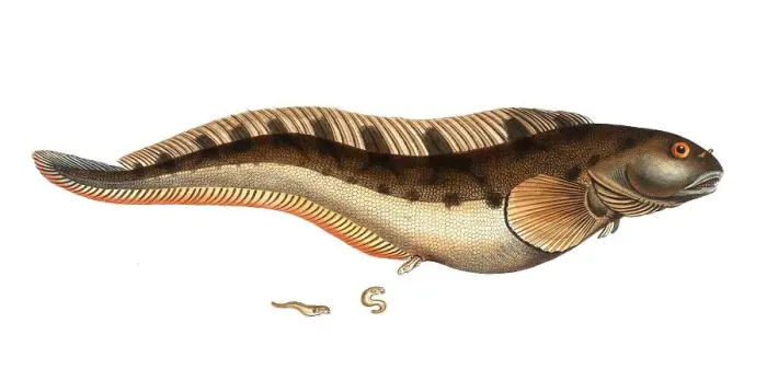 Framed Print : Fish, Pisces, Blennius viviparus, the viviparous Blenny, Historical, digitally restored reproduction from a 19th century original, Record date not stated