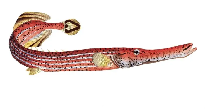 Framed Print : Fish, Pisces, Fistularia chinensis, Trumpetfish, the Trumpet, Historical, digitally restored reproduction from a 19th century original, Record date not stated