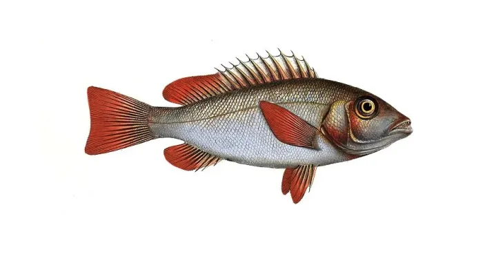 Framed Print : Fish, Pisces, Lutjanus erythropterus, the redfin, Rhe Red-fin, Historical, digitally restored reproduction from a 19th century original, Record date not stated Framed Print : Fish, Pisces, Lutjanus erythropterus, the redfin, Rhe Red-fin, Historical, digitally restored reproduction from a 19th century original, Record date not stated