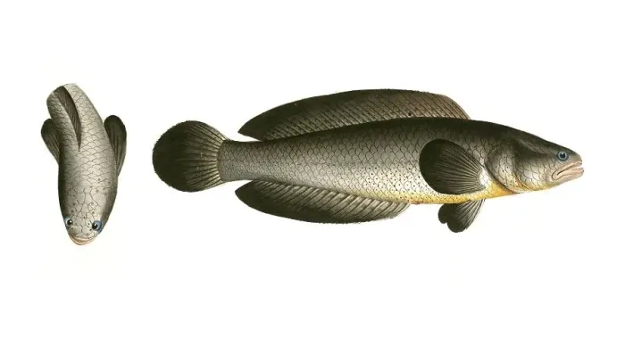Framed Print : Fish, Pisces, Ophicephalus punctatus, Channa punctata, the spotted snakehead, Historic, digitally restored reproduction from a 19th century original, Record date not stated Framed Print : Fish, Pisces, Ophicephalus punctatus, Channa punctata, the spotted snakehead, Historic, digitally restored reproduction from a 19th century original, Record date not stated