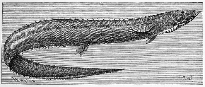 Framed Print : Fish, Rissos spinyback, spinyback eel Framed Print : Fish, Rissos spinyback, spinyback eel