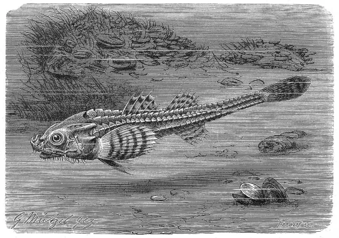 Framed Print : Fish, rock pickerel, Agonus cataphractus Framed Print : Fish, rock pickerel, Agonus cataphractus