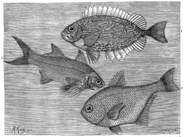 Framed Print : Fish, scrollfish, gold spot rabbitfish