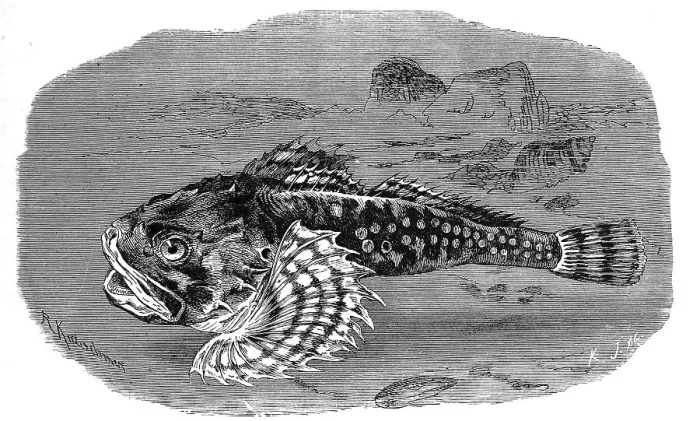 Framed Print : Fish, sea scorpion, Myoxocephalus scorpius