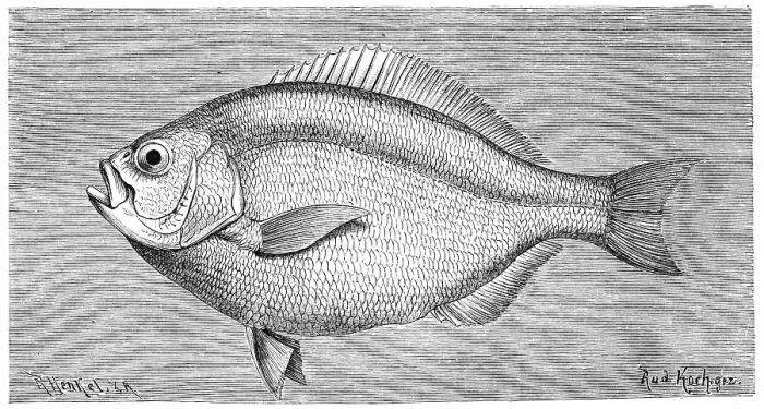 Framed Print : Fish, Silver double hole, Ditrema argenteum
