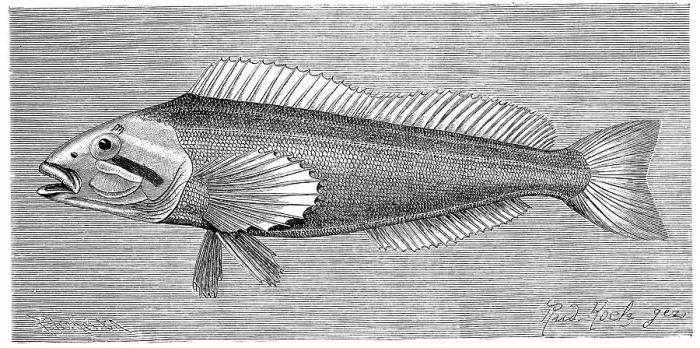 Framed Print : Fish, Six-heron, Chirus hexagrammus