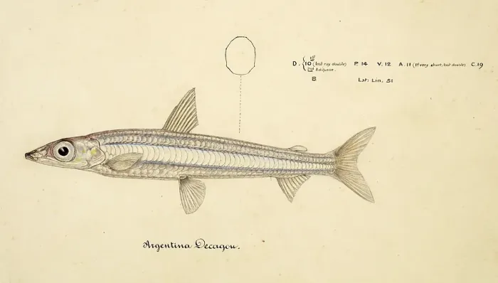 Framed Print : Fish species from the Argentinidae family, Argentina elongata, a species of fish in the family Argentinidae, Fish, reproduction of an original, by Frank Edward Clarke (b. 1849, d. 1899), ichthyologist and scientific draughtsman
