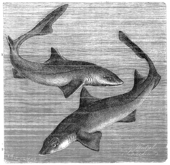 Framed Print : Fish, spiny dogfish (Squalus acanthias) and Star Shark