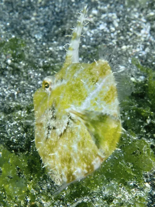 Framed Print : A fish with a spiny fin, seagrass filefish (Acreichthys tomentosus) Framed Print : A fish with a spiny fin, seagrass filefish (Acreichthys tomentosus)