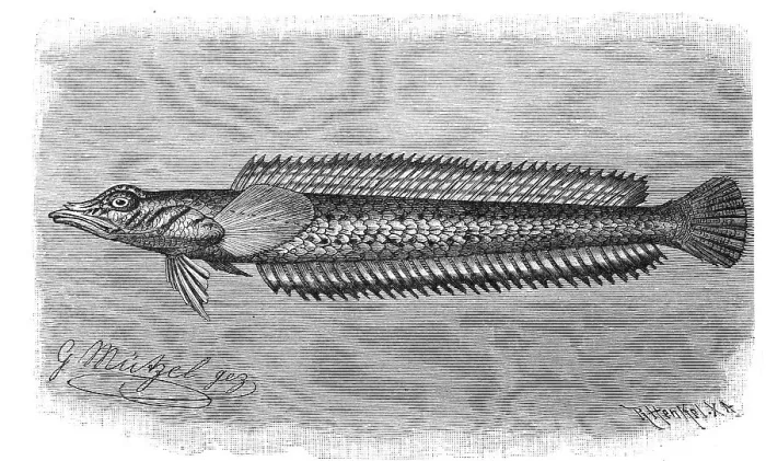 Framed Print : Fish, spiny legume, Hemerocoetes acanthorynchus Framed Print : Fish, spiny legume, Hemerocoetes acanthorynchus