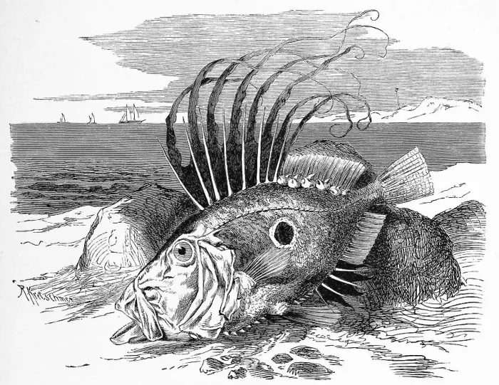 Framed Print : Fish, St. Peters fish, also john dory (Zeus faber) Framed Print : Fish, St. Peters fish, also john dory (Zeus faber)