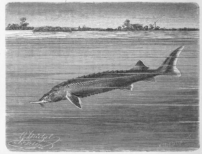 Framed Print : Fish, Sterlet (Acipenser ruthenus) Framed Print : Fish, Sterlet (Acipenser ruthenus)