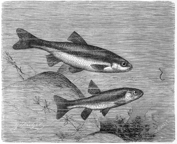 Framed Print : Fish, Streamer, syn. Leuciscus souffia (Telestes souffia) Framed Print : Fish, Streamer, syn. Leuciscus souffia (Telestes souffia)