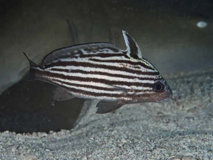 Framed Print : A fish, Striped Knightfish (Pareques acuminatus)