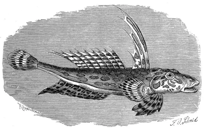 Framed Print : Fish, Striped lyrefish, Golden goby