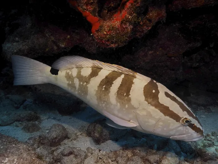 Framed Print : A fish with a striped pattern, Nassau grouper (Epinephelus striatus) Framed Print : A fish with a striped pattern, Nassau grouper (Epinephelus striatus)