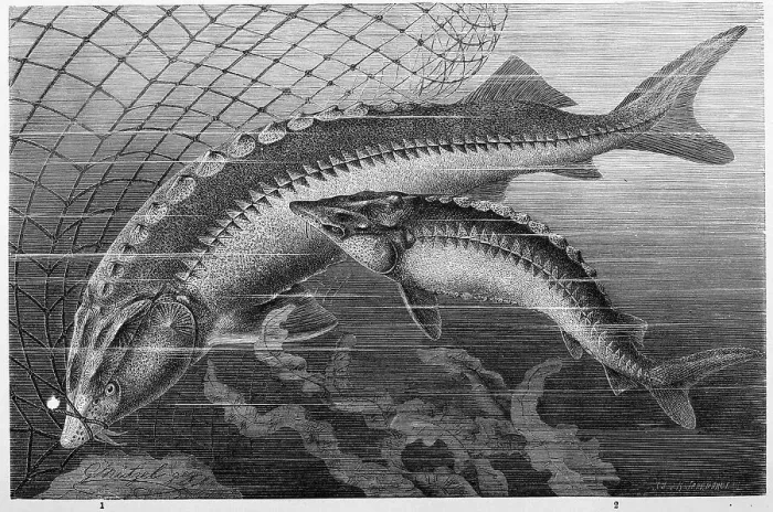 Framed Print : Fish, sturgeon 1. beluga (Huso huso) (sturgeon) Framed Print : Fish, sturgeon 1. beluga (Huso huso) (sturgeon)