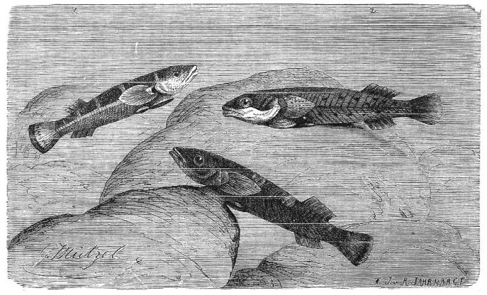 Framed Print : Fish, sucker, shield belly, two-spot sucker