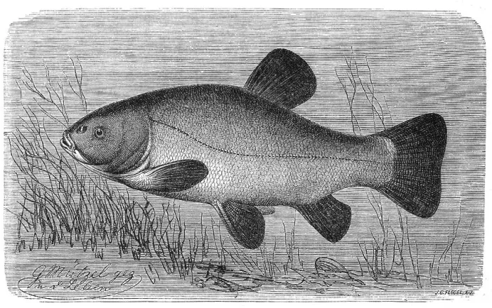 Framed Print : Fish, tench (Tinca tinca), also called the tench Framed Print : Fish, tench (Tinca tinca), also called the tench