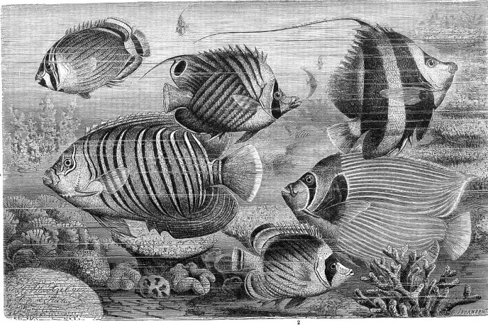 Framed Print : Fish, various pangolin, mediterranean basselet (Anthias anthias)