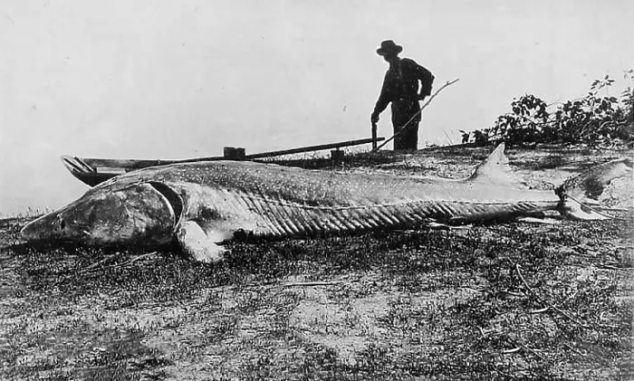 Framed Print : Fisherman with caught large sturgeon Framed Print : Fisherman with caught large sturgeon