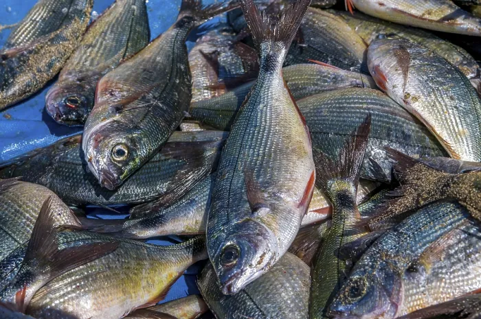 Framed Print : Fishes in close-up.Tarrafal. Santiago