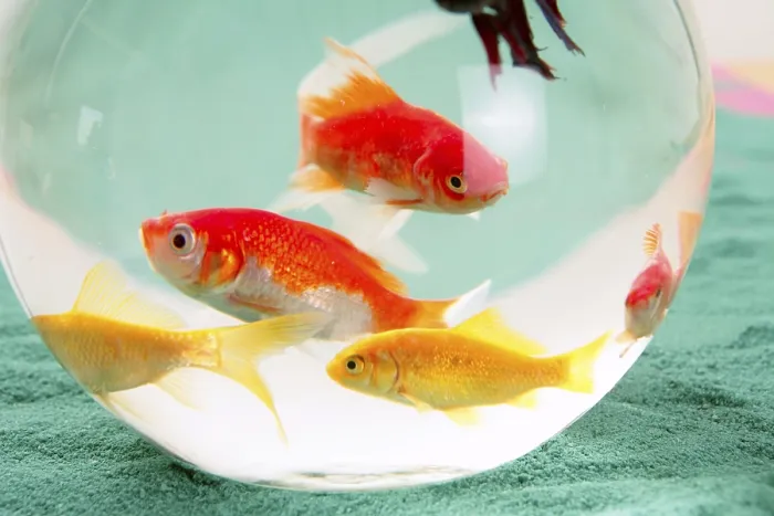 Framed Print : Fishes in a round glass bowl red carps green background Framed Print : Fishes in a round glass bowl red carps green background