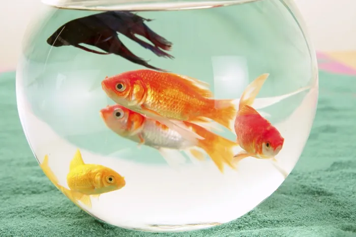 Framed Print : Fishes in a round glass bowl red carps green background Framed Print : Fishes in a round glass bowl red carps green background