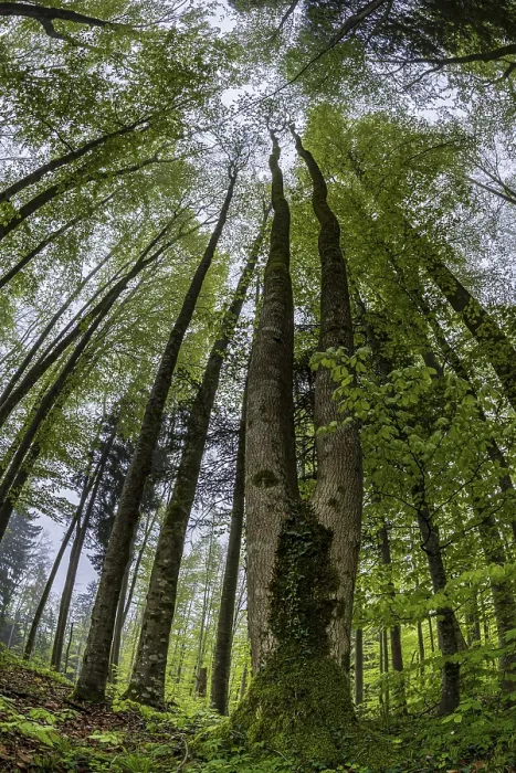 Framed Print : Fisheye perspective, trees, forest