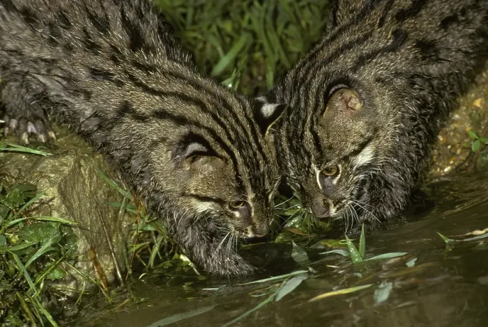 Framed Print : Fishing Cat (Felis viverrina), young cats at water's edge Framed Print : Fishing Cat (Felis viverrina), young cats at water's edge