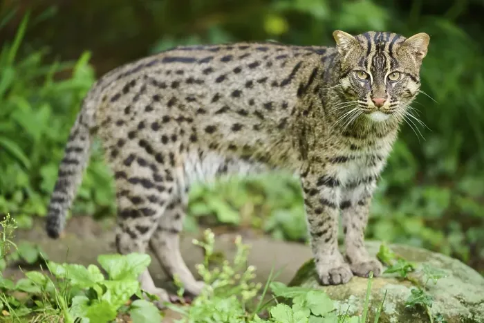 Framed Print : Fishing cat (Prionailurus viverrinus) Framed Print : Fishing cat (Prionailurus viverrinus)