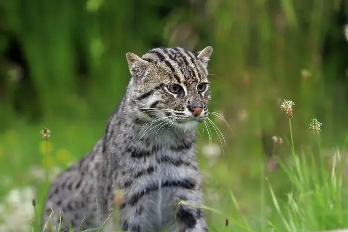Framed Print : Fishing Cat (Prionailurus viverrinus) Framed Print : Fishing Cat (Prionailurus viverrinus)