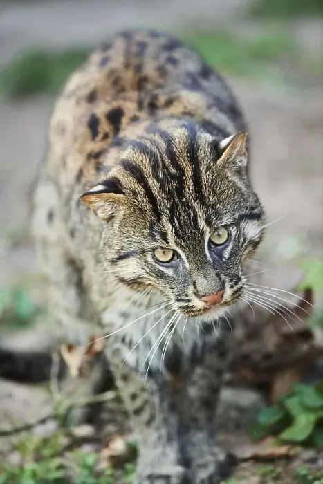 Framed Print : Fishing cat (Prionailurus viverrinus)