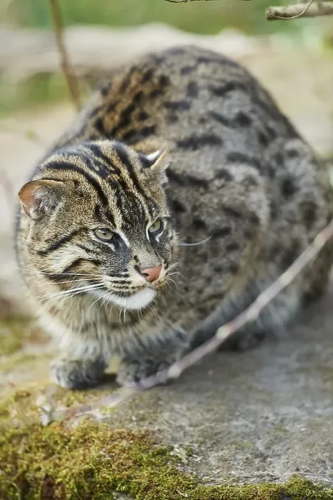 Framed Print : Fishing cat (Prionailurus viverrinus)