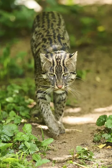Framed Print : Fishing cat (Prionailurus viverrinus)