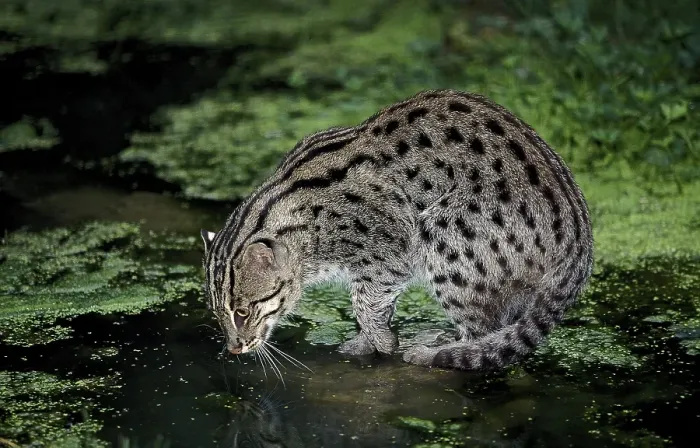 Framed Print : FISHING CAT (prionailurus viverrinus)