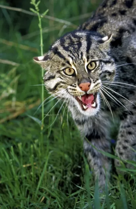 Framed Print : Fishing Cat (prionailurus viverrinus) Framed Print : Fishing Cat (prionailurus viverrinus)