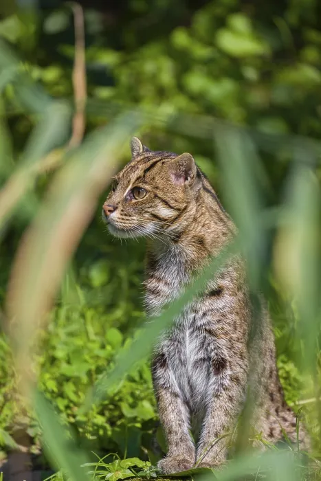 Framed Print : A fishing cat (Prionailurus viverrinus) peeking through dense riverine vegetation Framed Print : A fishing cat (Prionailurus viverrinus) peeking through dense riverine vegetation