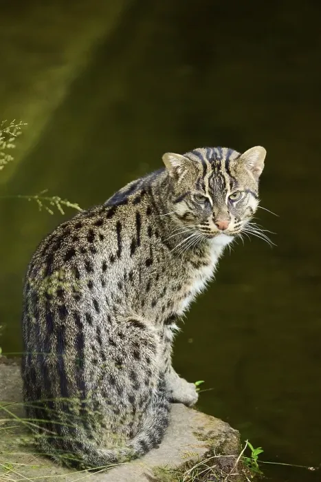 Framed Print : Fishing cat (Prionailurus viverrinus) sitting at water Framed Print : Fishing cat (Prionailurus viverrinus) sitting at water