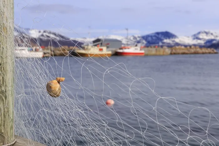 Framed Print : Fishing net with mussel, Tromvik