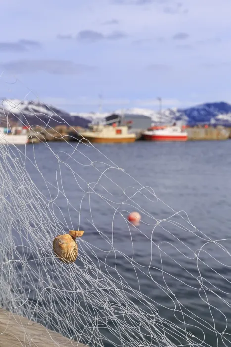 Framed Print : Fishing net with mussel, Tromvik