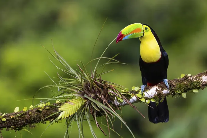 Framed Print : Fishing Toucan (Ramphastos sulfurantus) Framed Print : Fishing Toucan (Ramphastos sulfurantus)