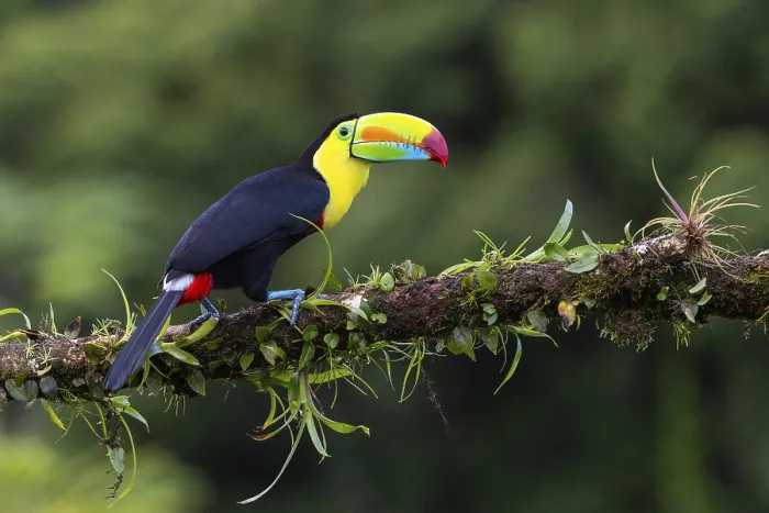 Framed Print : Fishing Toucan (Ramphastos sulfurantus) Framed Print : Fishing Toucan (Ramphastos sulfurantus)